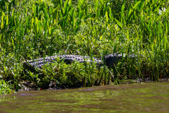 Alligatortur med Airboat Adventures, New Orleans, Louisiana, USA