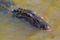 Alligatortur med Airboat Adventures, New Orleans, Louisiana, USA