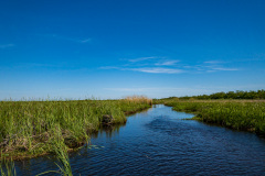 Alligatortur med Airboat Adventures, New Orleans, Louisiana, USA