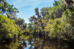 Alligatortur med Airboat Adventures, New Orleans, Louisiana, USA