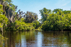 Alligatortur med Airboat Adventures, New Orleans, Louisiana, USA