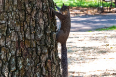 Wildlife, New Orleans, Louisiana, USA