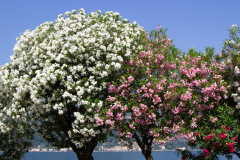 Bellagio, Como, Italien