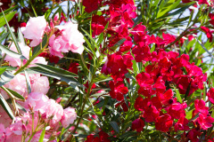 Bellagio, Como, Italien