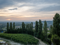 Poderi Luigi Einaudi, Dogliani, Piemonte, Italien