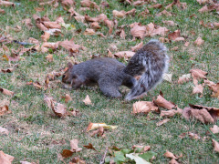 City Hall Park, New York, USA