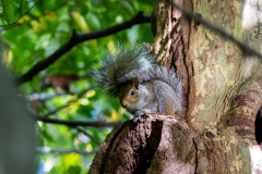 Vandretur i Central Park, New York, USA