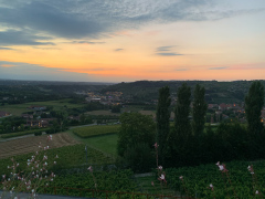 Poderi Luigi Einaudi, Dogliani, Piemonte, Italien