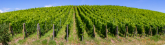 Grand Cru Brand, Turckheim, Alsace