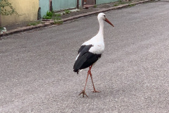 Stork i Ribeauvillé, Alsace