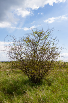 Årø