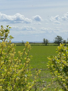 Årø Vingård