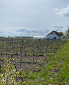 Årø Vingård
