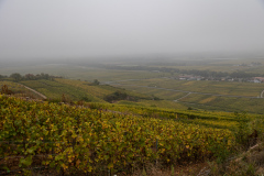 En tur til toppen af Mambourg i gråvejr, med amerikansk mindesmærke og fransk krigskirkegård. Nå ja, og så er Grand Cru Mambourg også en af de absolut skønneste vinmarker i Alsace.