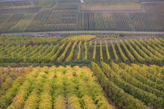En tur til toppen af Mambourg i gråvejr, med amerikansk mindesmærke og fransk krigskirkegård. Nå ja, og så er Grand Cru Mambourg også en af de absolut skønneste vinmarker i Alsace.