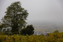 En tur til toppen af Mambourg i gråvejr, med amerikansk mindesmærke og fransk krigskirkegård. Nå ja, og så er Grand Cru Mambourg også en af de absolut skønneste vinmarker i Alsace.