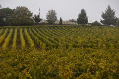 En tur til toppen af Mambourg i gråvejr, med amerikansk mindesmærke og fransk krigskirkegård. Nå ja, og så er Grand Cru Mambourg også en af de absolut skønneste vinmarker i Alsace.