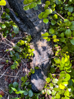 IMG_3467