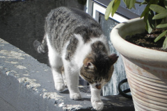 Bettemus 2010