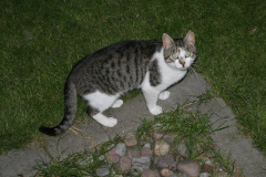 Bettemus 2010