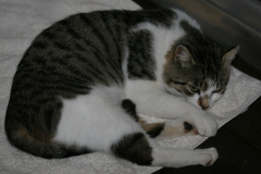 Bettemus 2010