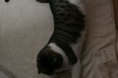 Bettemus 2011