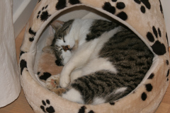 Bettemus 2011
