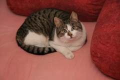 Bettemus 2011