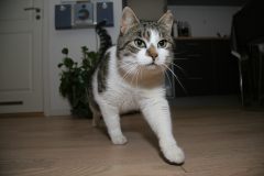Bettemus 2011